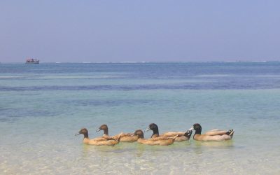 ಮಿನಿಕಾಯ್, ಕವರಟ್ಟಿ