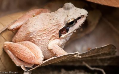 ಜಲಪಾತದ ಬೆನ್ನೇರಿ…