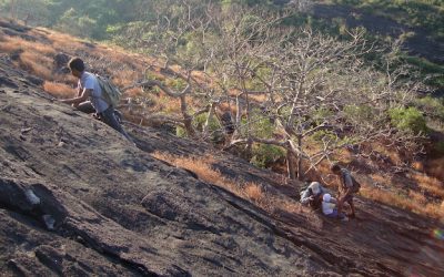 ಸುಲಭದ ತುತ್ತಲ್ಲ ಕತ್ತೆಕಿವಿ