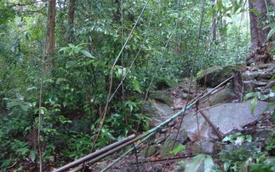 ಬಿಸಿಲೆಯಲ್ಲಿ ಭಾರೀ ಜಿಗಣೆ