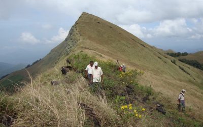 ಹುಲಿ, ಹುಲಿ
