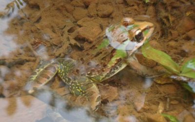 ಬಹುಮುಖೀ ಕಪ್ಪೆ
