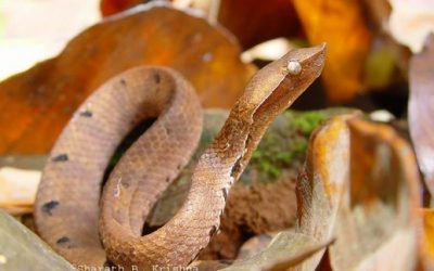 ಉರಗೋದ್ಯಾನ – ಕುದುರೆಯ ಬಾಯಿಯಿಂದ!