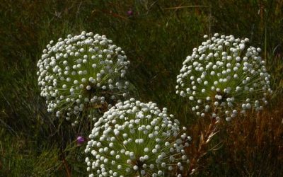 ಮೂರು ತಿಂಗಳು ಬಾಳುವ ಹೂವಿನ ಗುಡ್ಡ – ಡಾ| ಕೆ. ಮಹಾಲಿಂಗ ಭಟ್