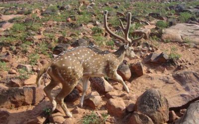 ಬೆರಗಾಗಿ ನಗುತ್ತಿದ್ದ ಪುರಂದರ ವಿಠಲಾ