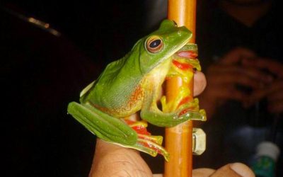 ಅದ್ವಿತೀಯ ಕಪ್ಪೆ ಶಿಬಿರ – ೨