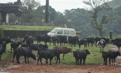 ಹುಲಿಯ ಪ್ರೇಮ