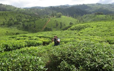 ನಿತ್ಯ ಹಸಿರುಳಿಸಿದ ನೀಲಗಿರಿಯಾನ
