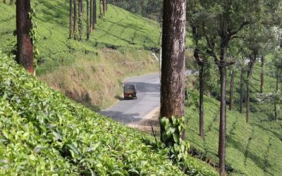 ಪಿರಮಿಡ್ಡಿನ ಉಣ್ಣೆ ಕೋಟು ಕಳೆದು ತೇಕಡಿ