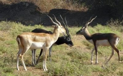 ಮರುಭೂಮಿಗೆ ಮಾರು ಹೋಗಿ – ಭಾಗ ೫